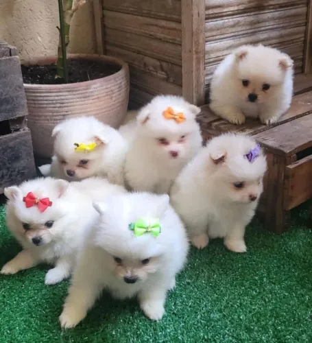 Filhote de spitz alemão o pequeno encanto que rouba atenções 