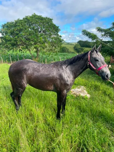 Potra QM a venda