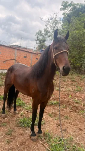 Cavalo castrado 