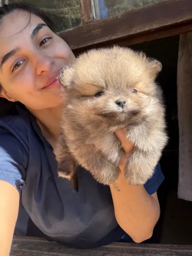 Lulu da pomerania