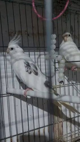 Bonitinhos