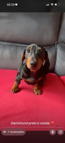 Filhotes de Teckel Dachshund macho