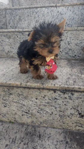 Machinho lindo de Yorkshire miniatura, OPORTUNIDADE