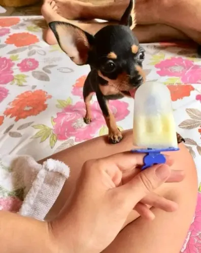 Pinscher Miniatura Matriz no local