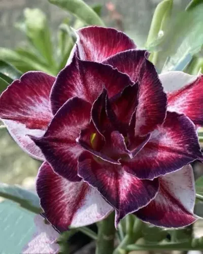 Rosa do deserto