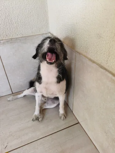 Adoção cachorro