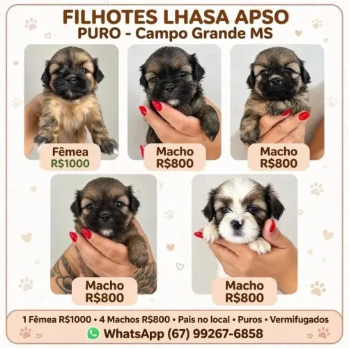 Lhasa apso Puro Filhotes