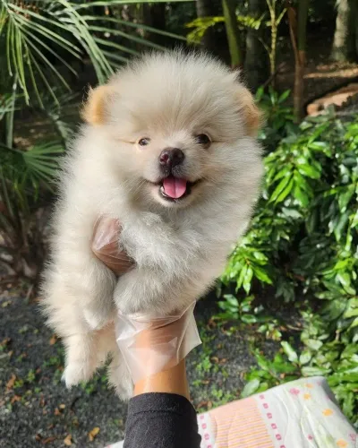 Filhote de spitz alemão o floquinho que torna qualquer ambiente mais alegre