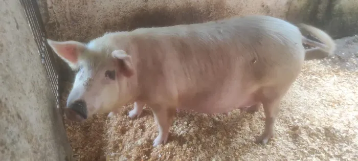 Porca Caipira para parir