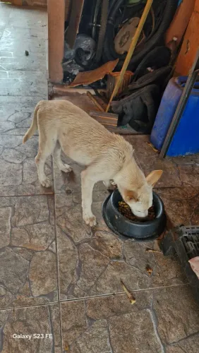 Cachorro macho 4 meses pra doar