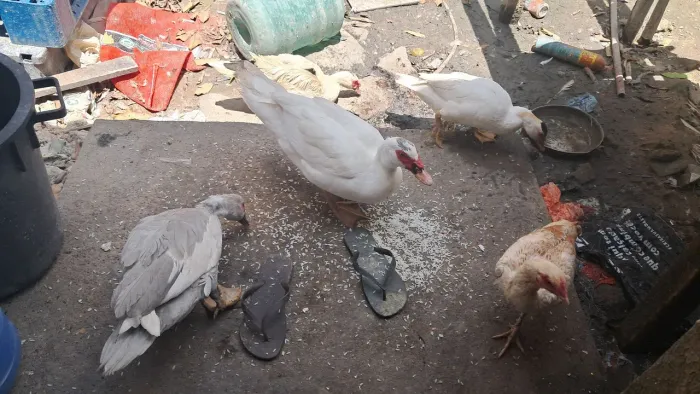 Patos e galinha $50 cada