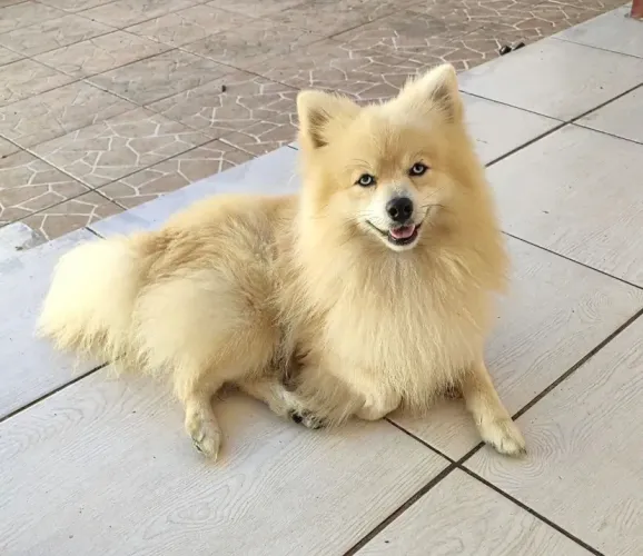 Macho adulto de Lulu 