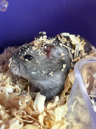        Hamsters Disponíveis para Venda ? * Hamsters para Venda ? Prontos para um Novo Lar 