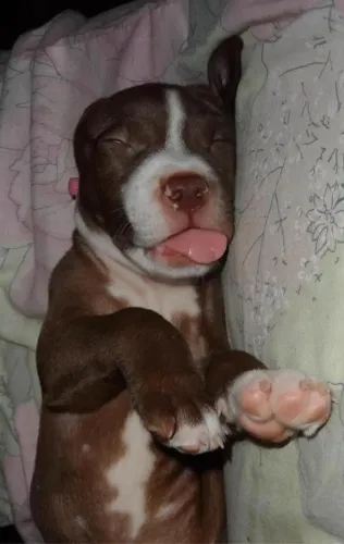 Pitbull Amor que se renova diariamente