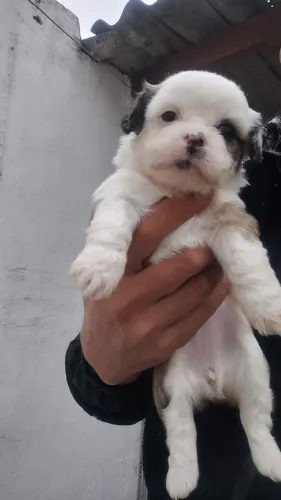Filhotes de cachorro lhasa apso
