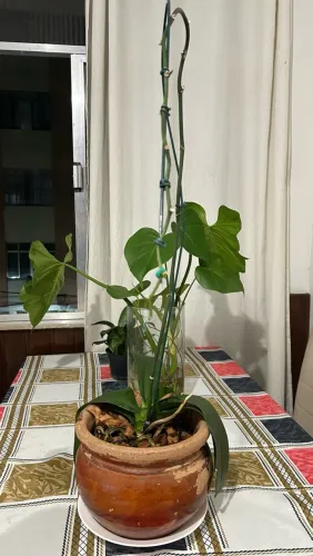 Orquídea Phalaenopsis em vaso - ótima para decoração