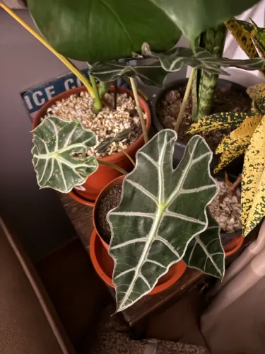 Plantas de diferentes espécies