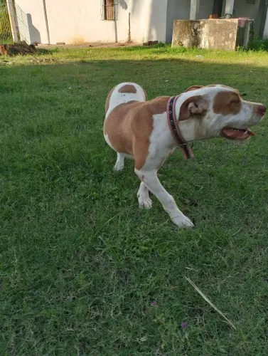 Vendo uma fêmea de Pitbull