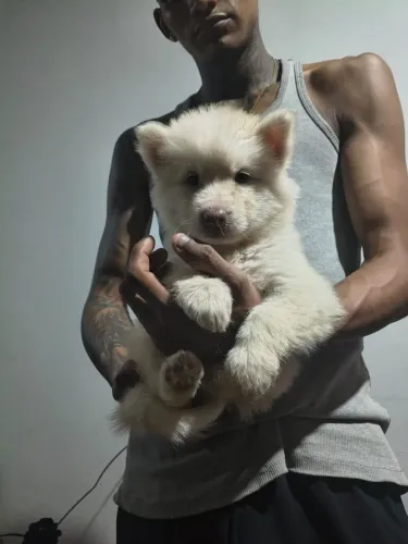 Husky Siberiano fêmea