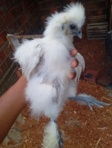 Pintinhos Galinha Sedosa