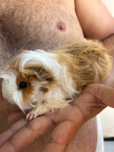 Porquinhos da índia peruano