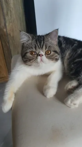Gata persa procura namorado