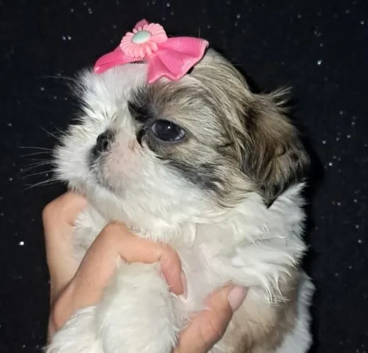 Shiztu mini fêmea