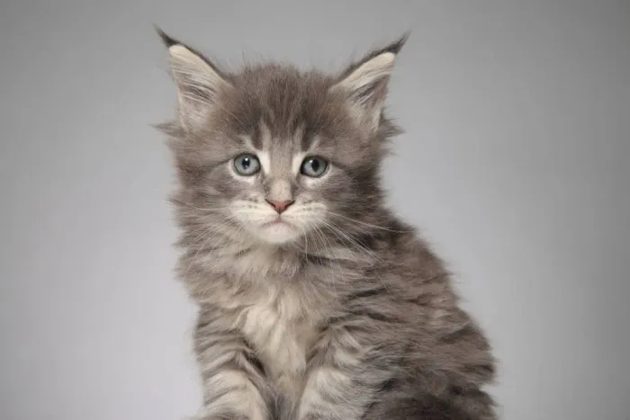 Maine Coon Até 12x
