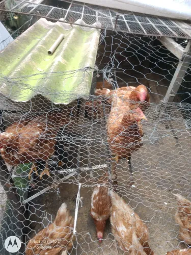 Galinha 