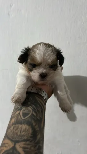 Filhote Shih Tzu 