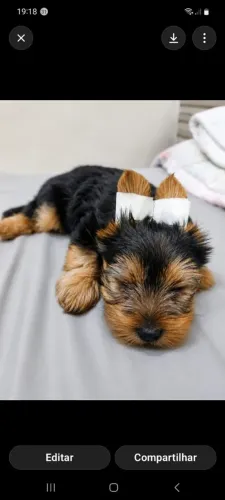 Yorkshire terrier Macho
