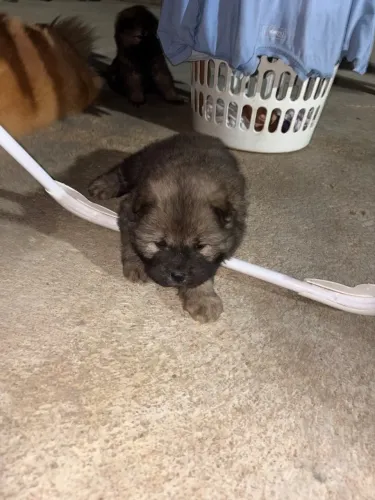 Filhote de cachorro 