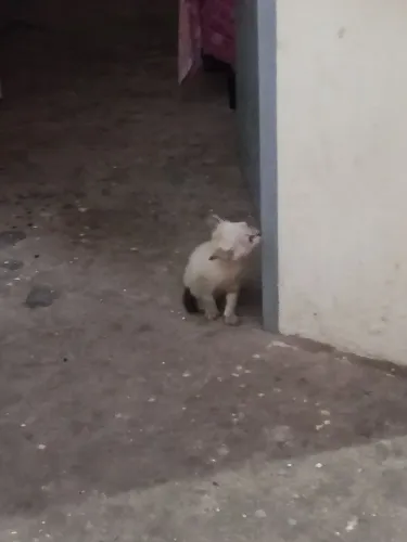 Gato para doação 