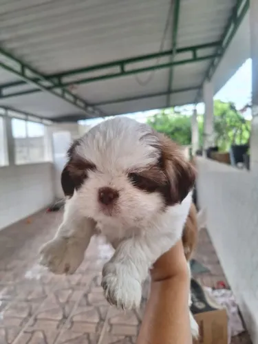 Vendo esses lindos filhotes Shih Tzu