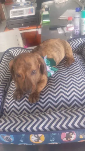 Filhote de Salsichinha ou cofap ou o certo , dashundhound