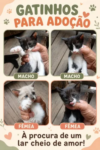Gatinhos para adoção
