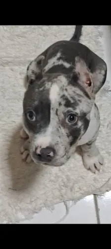 CADELA PIT MONSTER