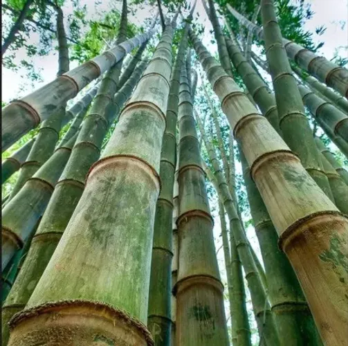 Vendemos bambu gigante (Dendrocalus Asper) com diâmetros entre 10 a 18 centímetros