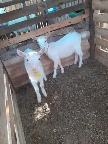 Cabras saanen