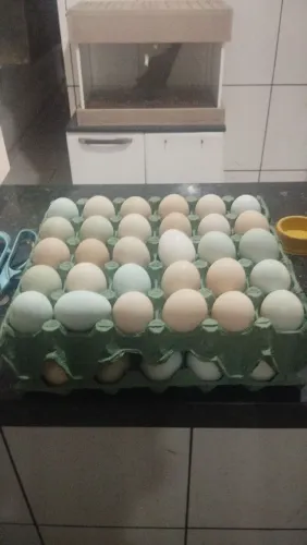 Ovos galados índio gigante com galinha caipira pura da canela amarela