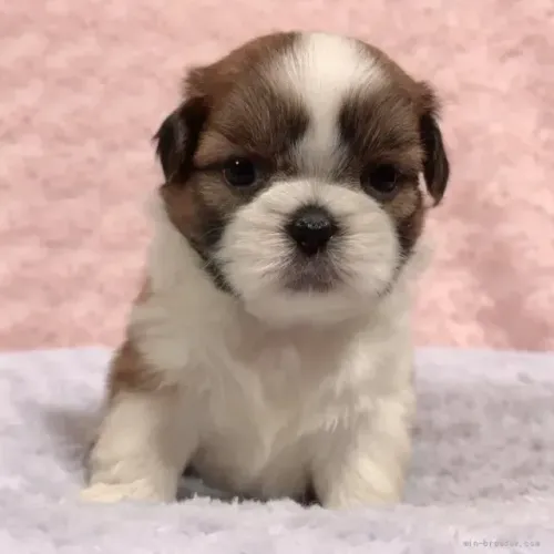 Cachorro filhote Shih tzu/ shihtzu dóceis e muito sociáveis
