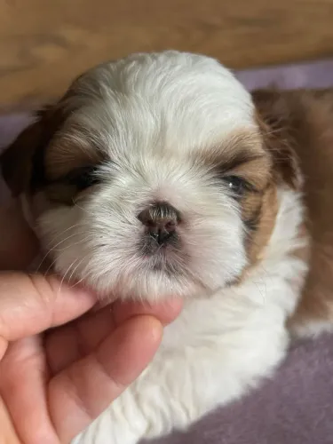Shih tzu com 55 dias macho