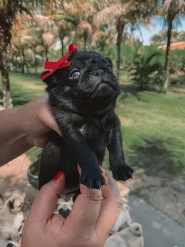 Pug O presente que pode acompanhar muitas brincadeiras