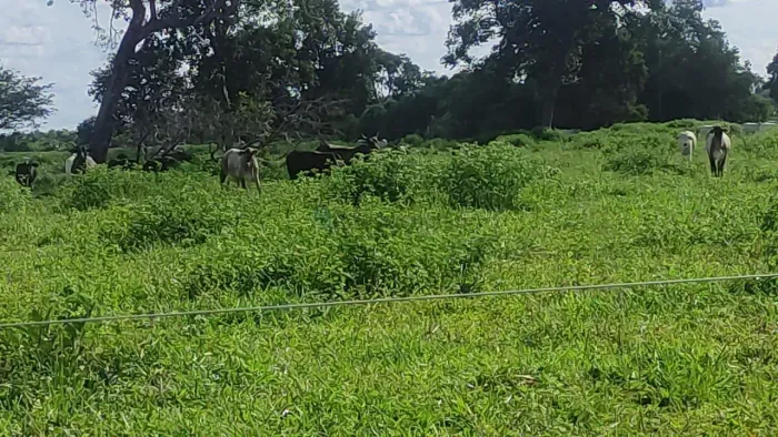 fazenda de 361 alqueires no município de Mozarlândia no estado de Goiás