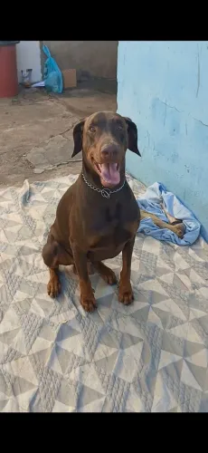 Meu cachorro doberman está disponível para cruzamento!