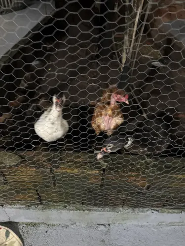 Vendo patos