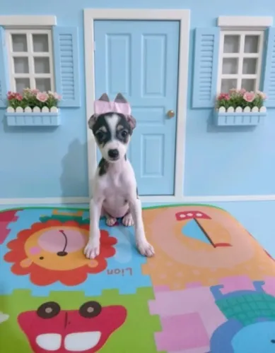 Filhote Pinscher Zero Raça Pequena e Dócil