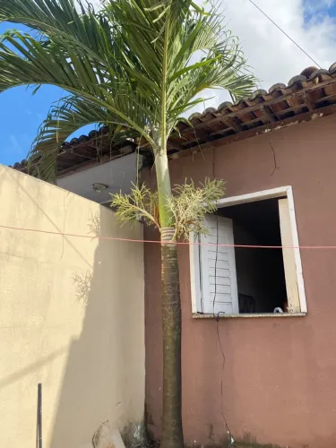 Vendo Palmeira -Real Adulta (3metros)