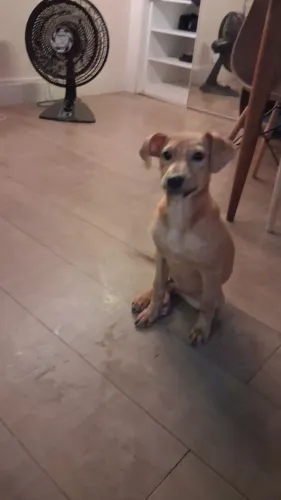 Adoção responsável cachorrinha Mel