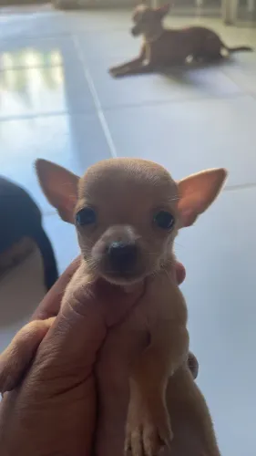 Filhotes de pinscher